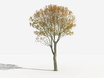 Modern Tree French Indus 3d model