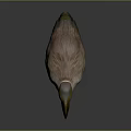 Realistic Dodo Bird 3D Model With Large Beak And Feathered Body Standing Pose