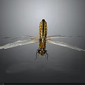 Dragonfly with yellow black body and transparent wings on dark background