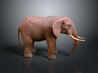 Brown African Elephant With Large Ears Long Tusks Standing On Dark Background 3d model