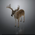 Spotted Deer With Large Antlers Standing On Gray Background With Reflection