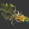 Unique Plant with Curved Trunk Exposed Roots Green Foliage and Yellow Flowers