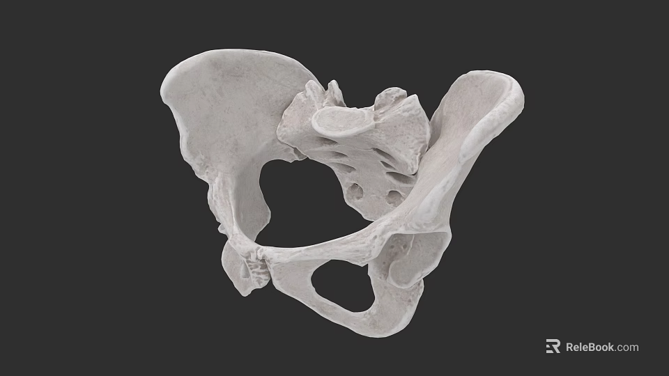 Pelvic Organs 3D Anatomical Model Showing Skeletal Structure and Bone Details 3d model 