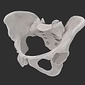 Pelvic Organs 3D Anatomical Model Showing Skeletal Structure and Bone Details