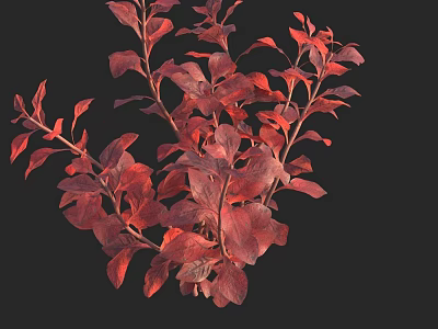 Vibrant Red Leaf Aquatic Plants with Lush Foliage in Freshwater Habitat 3d model