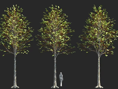 Three Tall Trees With Green Leaves And Person Standing Beside Middle Tree 3d model