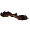 Majestic Eagle Soaring Through Sky With Spread Wings And Sharp Talons 3d model