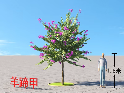 Bauhinia Tree With Purple Flowers 11.8 Meters Tall Next To A Person Under Blue Sky 3d model