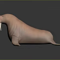 Pink Walrus With Long Ivory Tusks Smooth Skin And Lying On Reflective Surface
