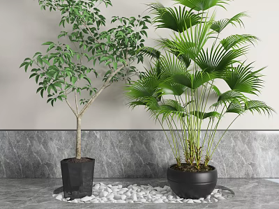 Bonsai Potted Plants Green Leafy Tree Palm Plant In Black Pots On White Pebbles Tray 3d model