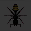 Detailed Black and Red Spider With Long Legs Hairy Body On Dark Background