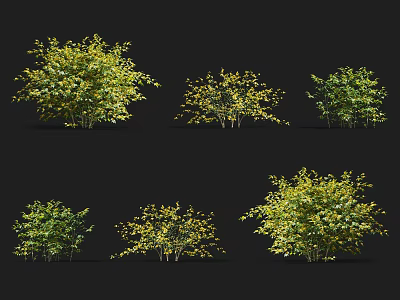 Various Green And Yellow Leaf Shrubs In Different Shapes On Black Background 3d model