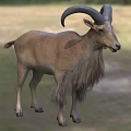 Brown Fur Goat With Large Curved Horns Standing On Green Grassland
