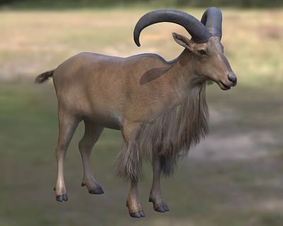 Brown Fur Goat With Large Curved Horns Standing On Green Grassland 3d model