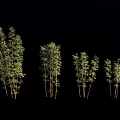 Bamboo Plants In Various Heights With Green Foliage And Natural Growth Arrangement