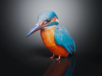 Vibrant Kingfisher with Blue and Orange Feathers Standing on Black Surface with Reflection 3d model