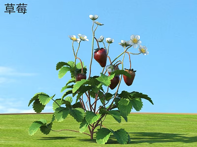 Strawberry Plant With Green Leaves White Flowers Red Fruits In Green Grass Under Blue Sky 3d model