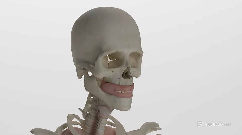 Human Skull Skeleton Model With Cervical Spine And Anatomical Structure Details 3d model