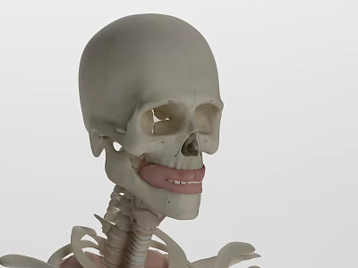 modern human head 3d model