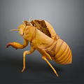Natural Detailed Yellow Cicada Exuvia Structure With Transparent Wings And Legs