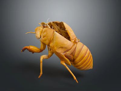 Natural Detailed Yellow Cicada Exuvia Structure With Transparent Wings And Legs 3d model