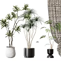Indoor Green Plants In Various Pot Designs With Patterned Curtain Background