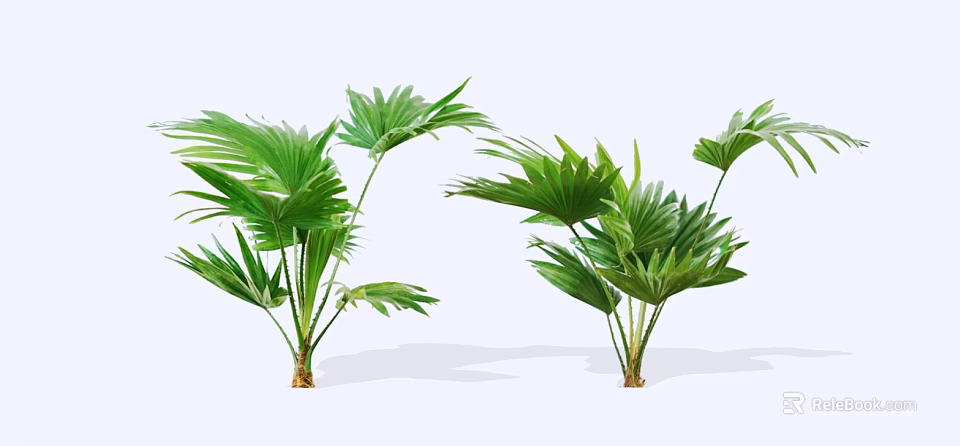 Tropical Green Shrubs with Fan Shaped Leaves and Sturdy Stems for Indoor Decor 3d model 