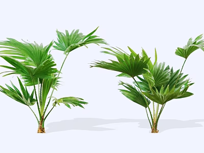 Tropical Green Shrubs with Fan Shaped Leaves and Sturdy Stems for Indoor Decor 3d model