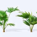 Tropical Green Shrubs with Fan Shaped Leaves and Sturdy Stems for Indoor Decor