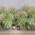 Lush Green Shrubs With White Flowers And Lanterns On Pebbles And Wooden Platform