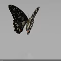 Striking Black And White Butterfly With Spots And Red Blue Wing Accents