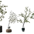 Bonsai Plants Indoor Decoration With Various Types And Different Pot Designs 3d model