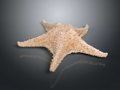 Light Beige Spiny Starfish With Textured Surface On Dark Background And Soft Reflection 3d model