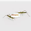 Two Green Grasshoppers With Long Legs And Green Wings On White Background