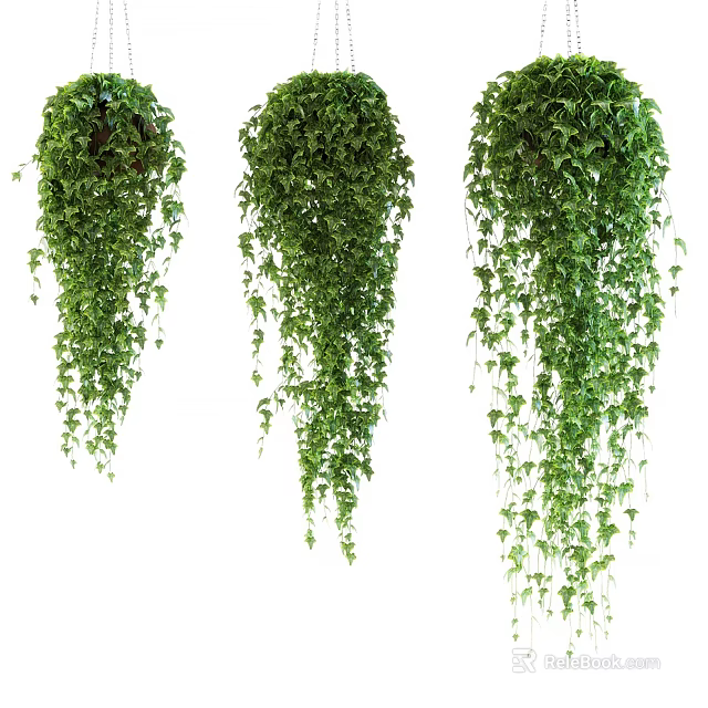 Hanging plants with lush trailing green leaves in baskets for indoor home decor and garden 3d model 