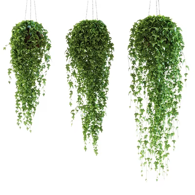 Hanging plants with lush trailing green leaves in baskets for indoor home decor and garden 3d model