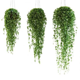 Modern hanging basket hanging orchid green plant potted plant 3d model