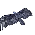Black Crow As Flying Animal Showing Spread Wings And Standing Posture