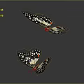 Two Colorful Butterflies With Black White Wings Flying On Gray Background