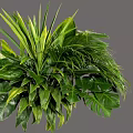 Lush Green Shrub Featuring Various Leaf Shapes And Dense Tropical Foliage