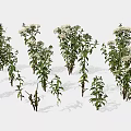 Green Plants With White Flowers In Various Sizes And Different Poses On White Background