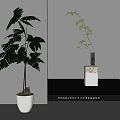 Bonsai Plants Fern and Bamboo in White Pot and Glass Vase with Decorative Base