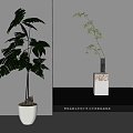 Modern Bonsai Bonsai Green Plant 3d model