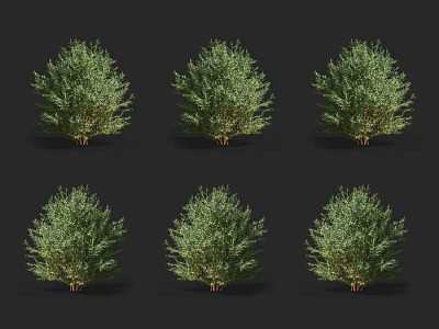Six Green Shrubs with Lush Evergreen Foliage Set Against Black Background 3d model