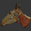 Horse Head Anatomy Model Showing Organs Muscles Skeleton Vessels And Hair Structure