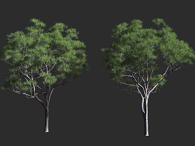 Two Green Leafy Arbor Trees With Straight Trunks Against Black Background 3d model