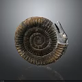Well Preserved Extinct Ammonite Fossil Marine Animal With Spiral Shell Structure And Detailed Texture