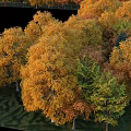 Arbor Trees Forming Square Frame With Autumn Yellow Orange Green Leaves On Grass Ground