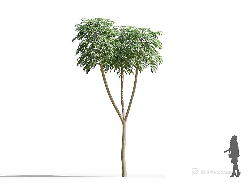 Lush Canopy Tree with Tall Trunk Green Leaves and Human Silhouette for Height Comparison 3d model 