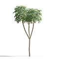 Lush Canopy Tree with Tall Trunk Green Leaves and Human Silhouette for Height Comparison